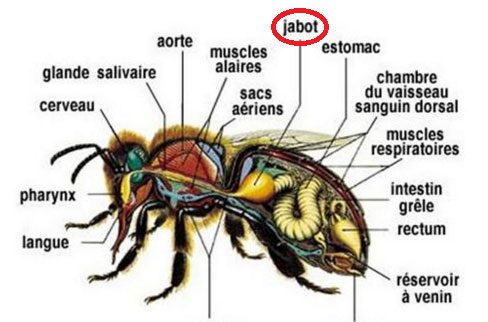 anatomie-abeille