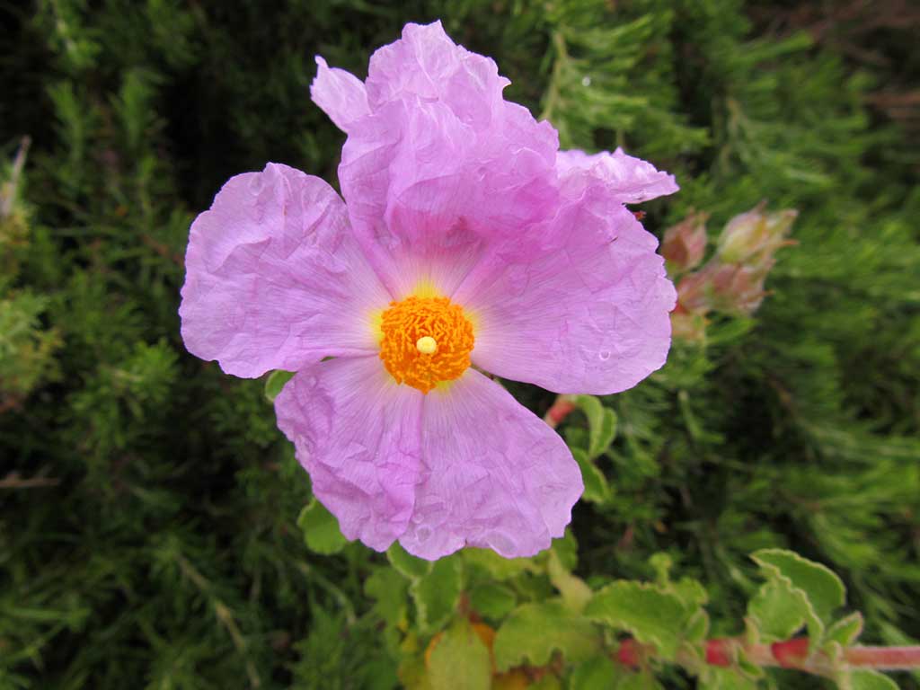 cistus-villosus