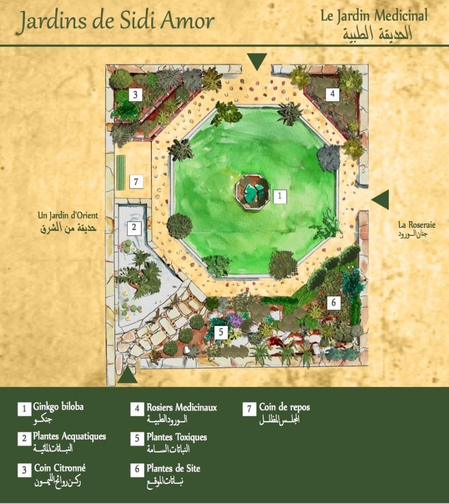 plan-jardin-medicinal